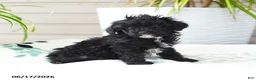 Miniature Poodle dogs for sale: Quirk - Ad 5
