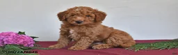 Mini Goldendoodle dogs for sale: Jefferson - Ad 1