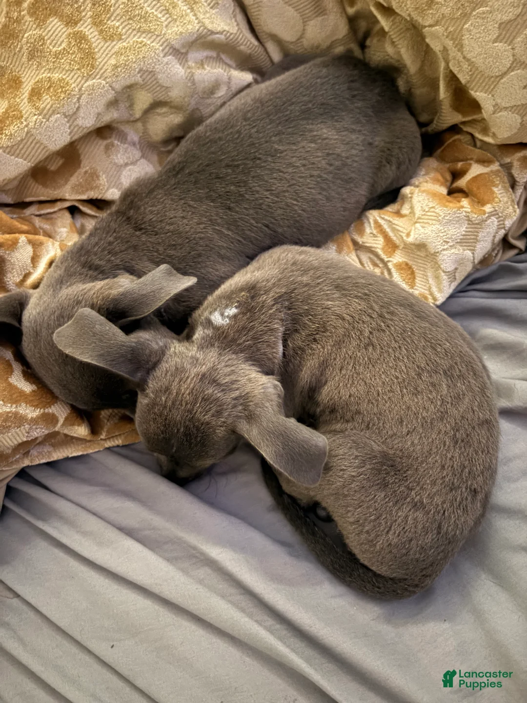 American Pit Bull Terrier dogs for sale: American Pit Bull Terrier 1 - Ad 2