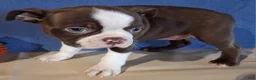 Boston Terrier dogs for sale: Isla - Ad 2