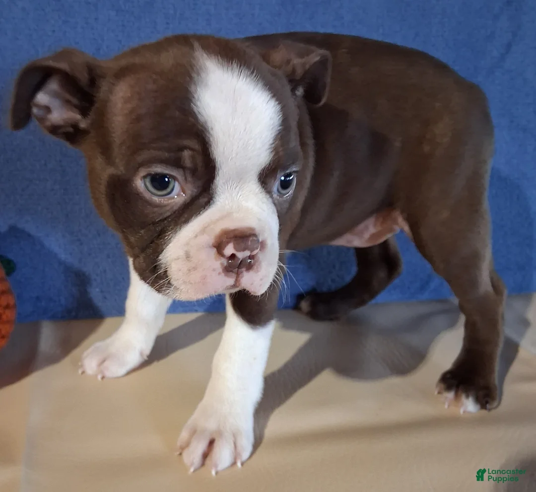 Boston Terrier dogs for sale: Isla - Ad 2