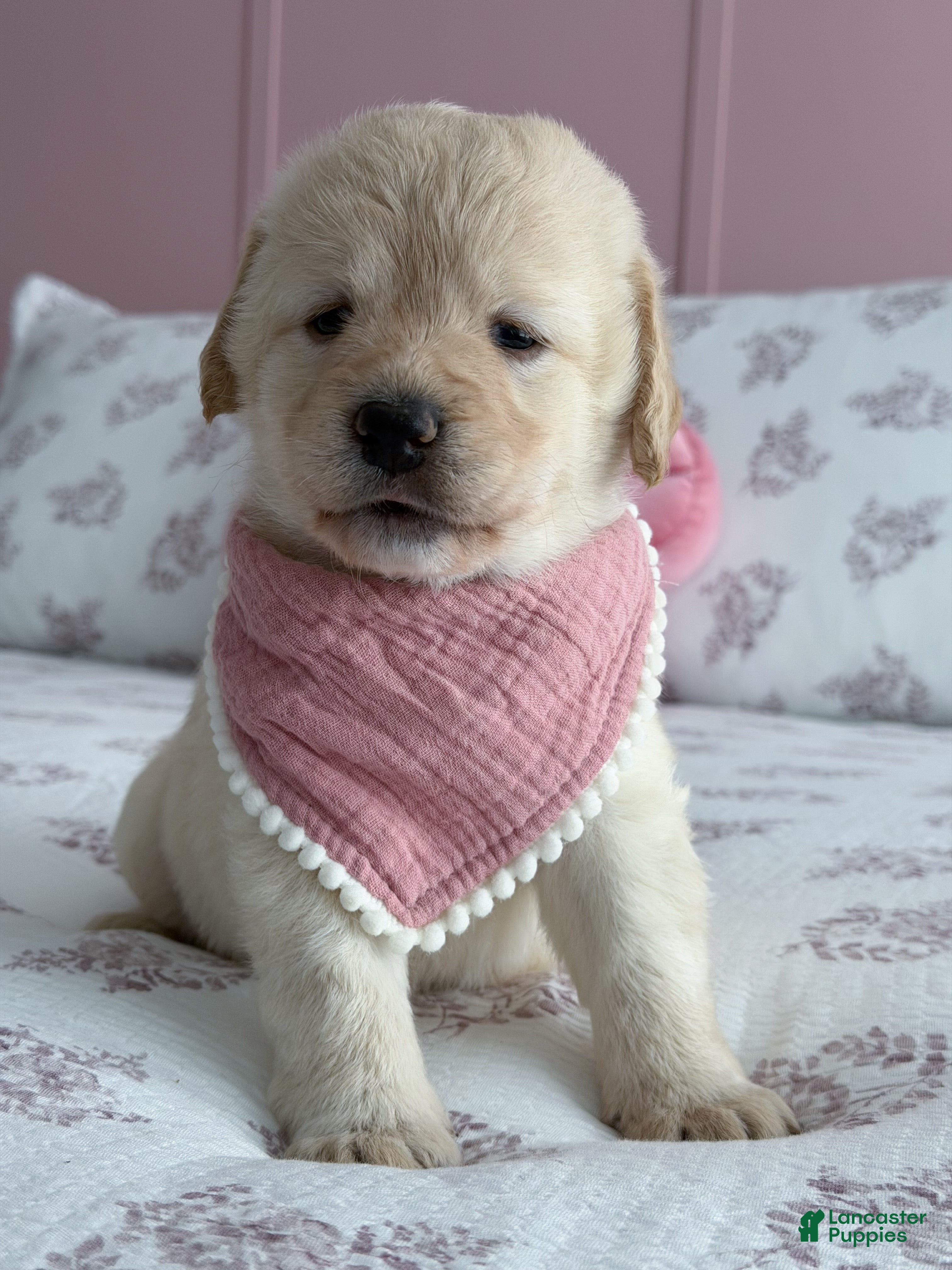 Labradoodle dogs Ivy  - Ad 1