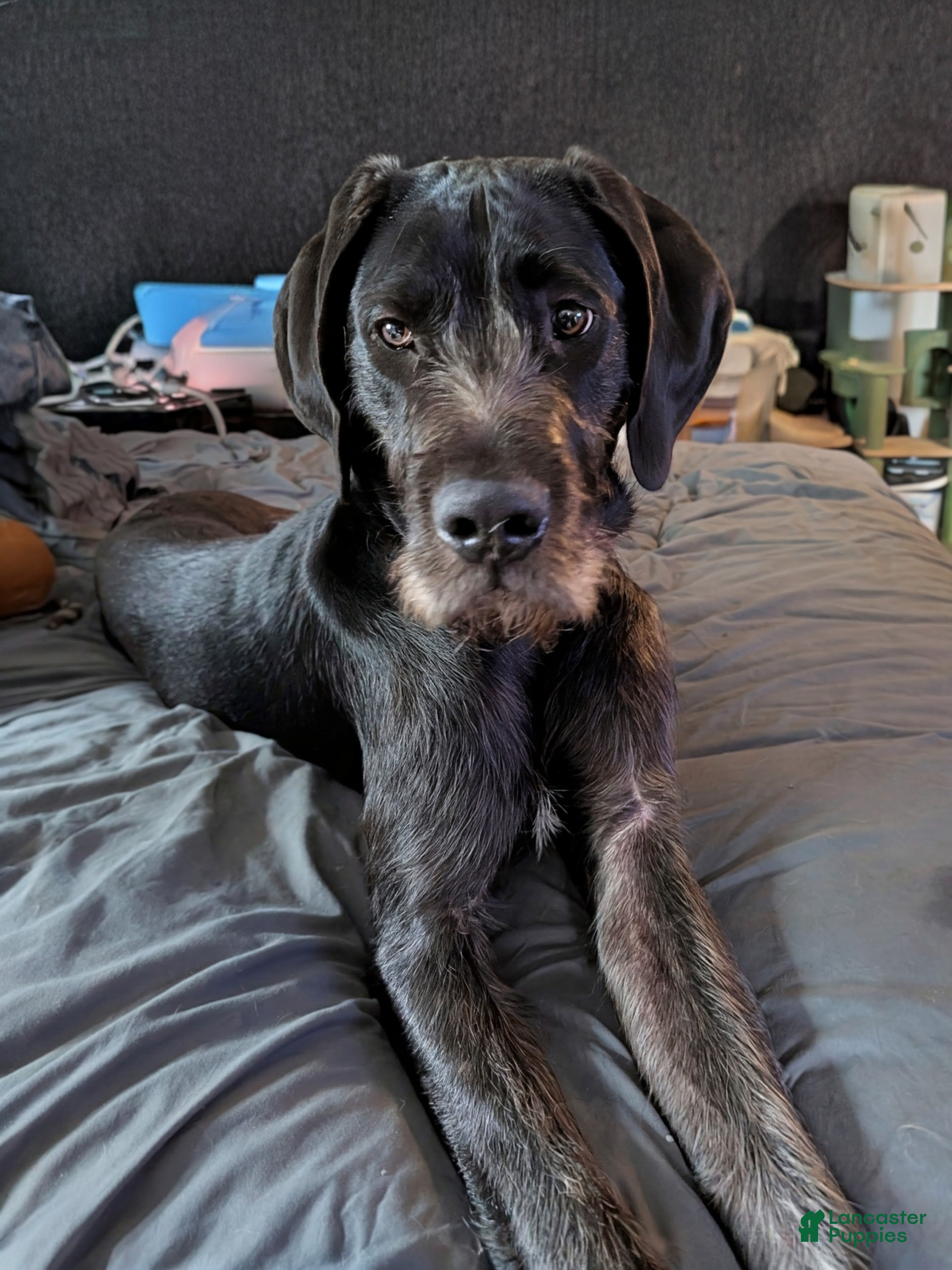Mixed Breed dogs Mixed Breed Puppy 1 - Ad 1