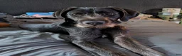 Mixed Breed dogs for sale: Mixed Breed Puppy 1 - Ad 1
