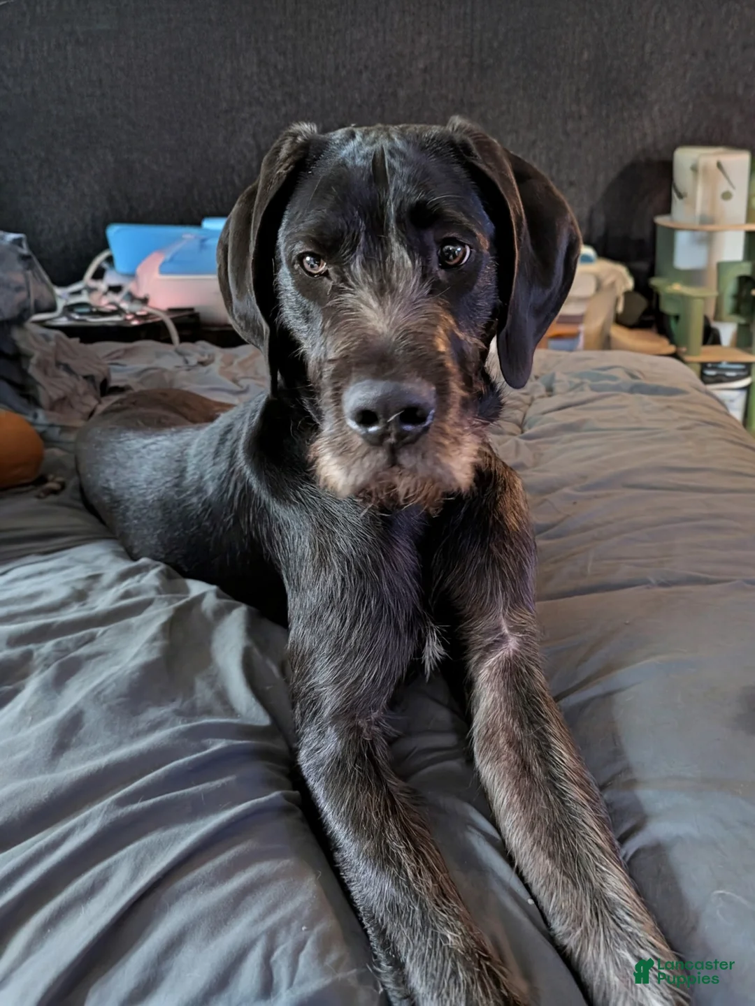Mixed Breed dogs for sale: Mixed Breed Puppy 1 - Ad 1