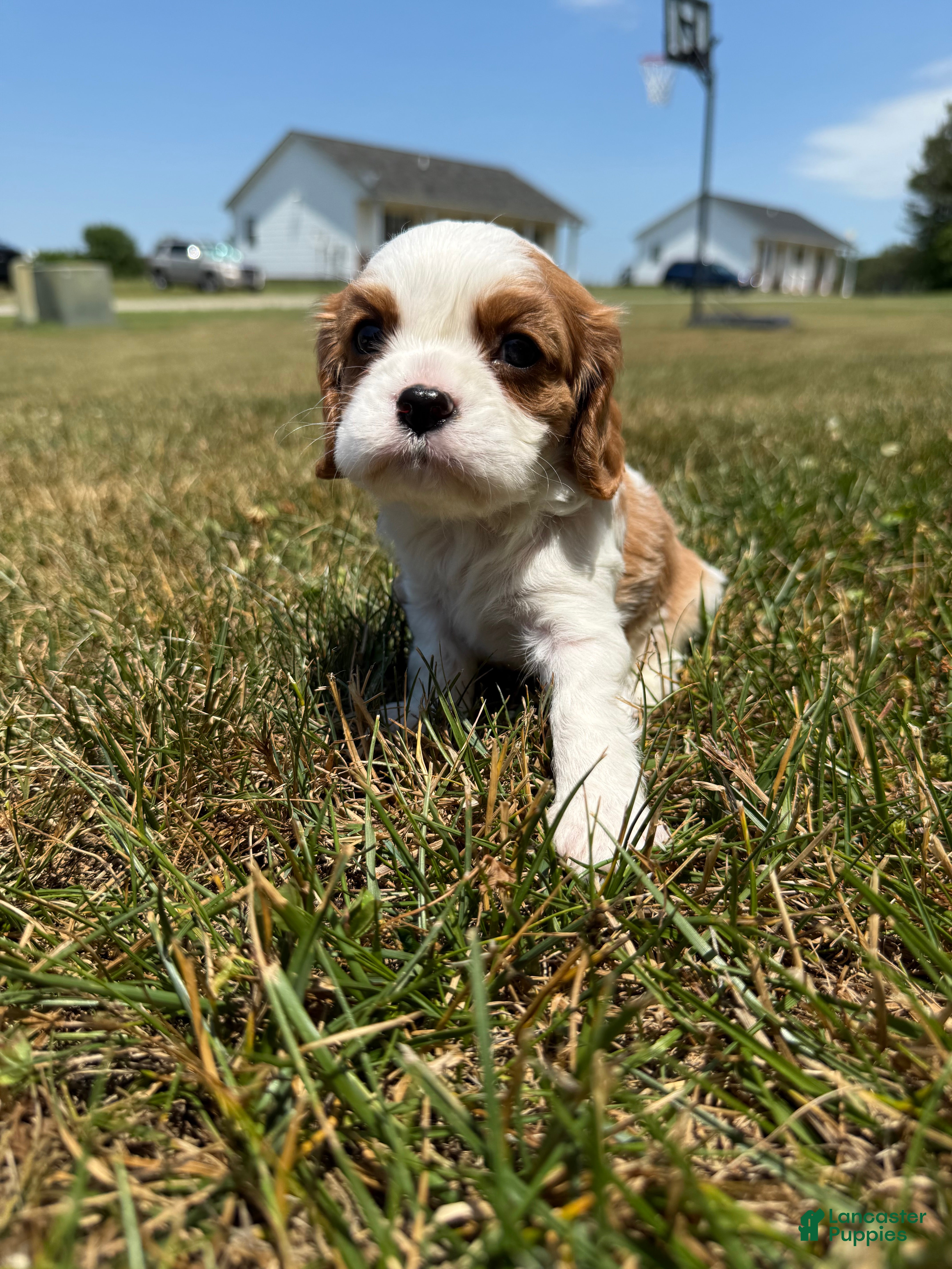 Cavalier King Charles Spaniel dogs Cavalier King Charles Spaniel Cody - Ad 3