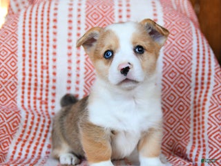 Welsh Corgi Pembroke dogs Shamrock - Ad 40