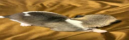 Akita dogs for sale: Aurora - Ad 7