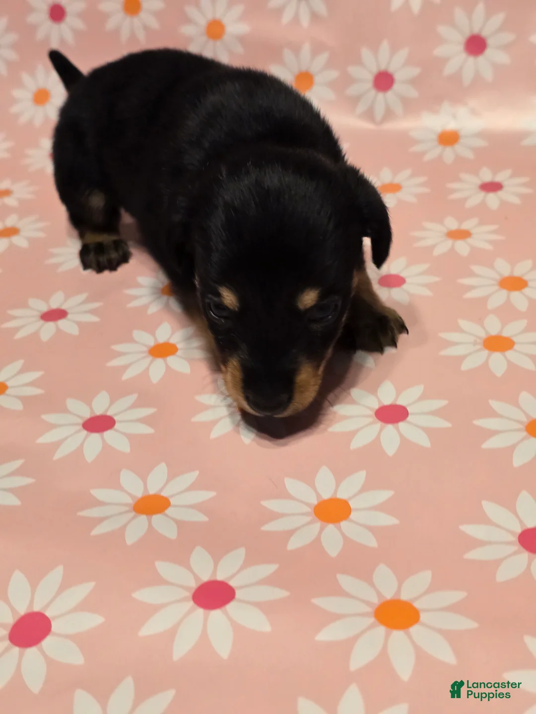 Miniature Dachshund dogs for sale: Coco - Ad 5