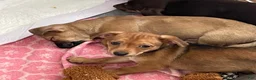 Chihuahua dogs for sale: Chihuahua 4 - Ad 4