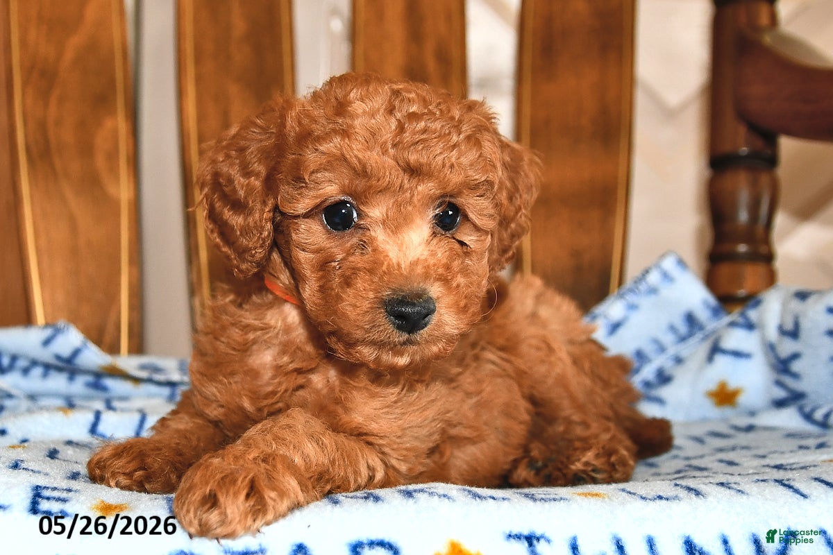 Cavapoo dogs Pedro - Ad 1