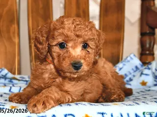 Cavapoo dogs for sale: Pedro - Ad 2