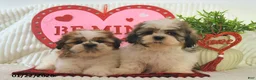 Shih Tzu dogs for sale: Romeo - Ad 5