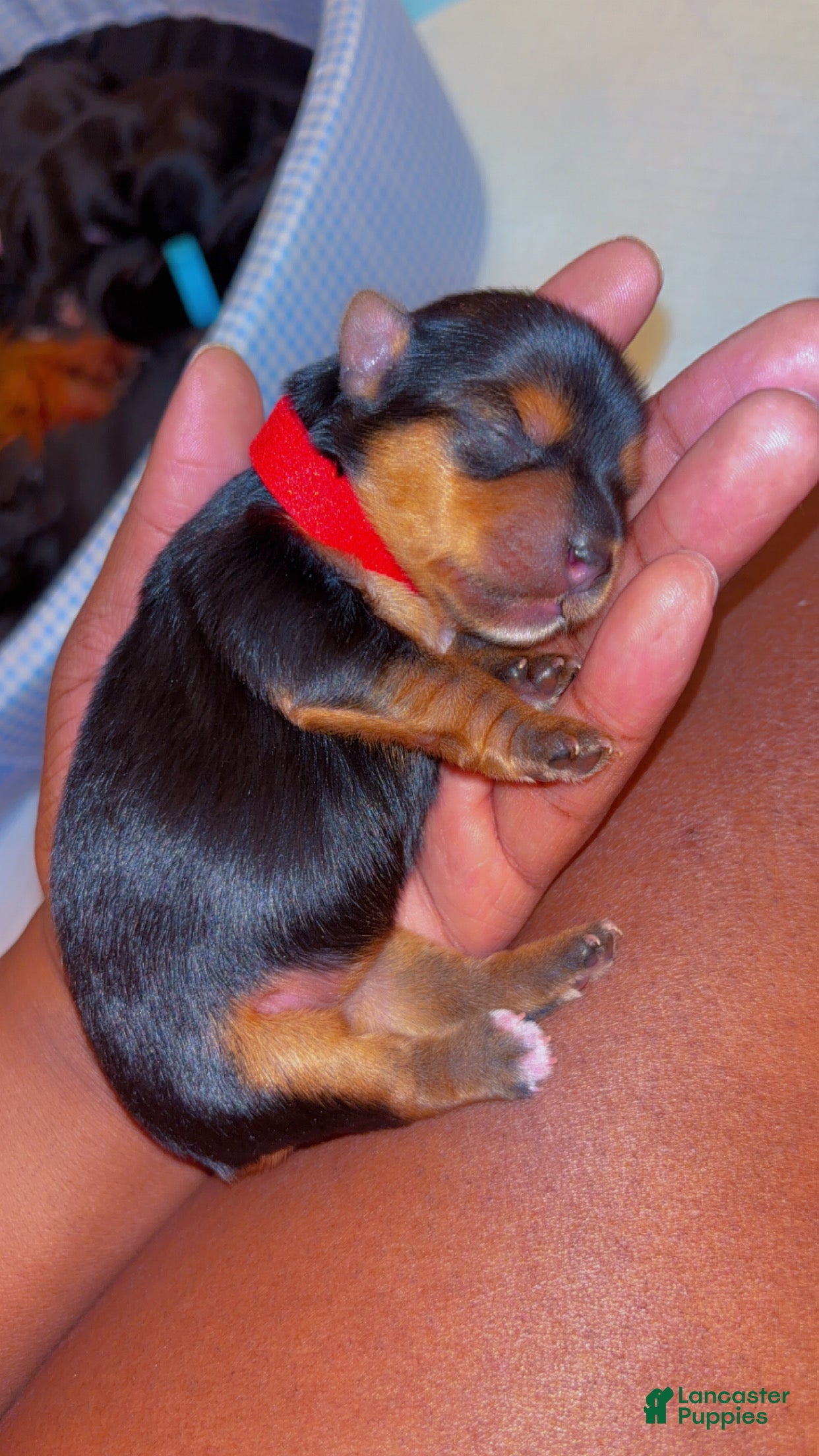 Yorkshire Terrier dogs Yorkshire Terrier Puppy 3 - Ad 6