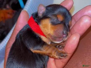 Yorkshire Terrier dogs Yorkshire Terrier Puppy 3 - Ad 6