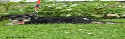 Miniature Schnauzer dogs for sale: Gavin - Ad 5