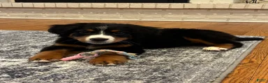Bernese Mountain Dog Puppy 9