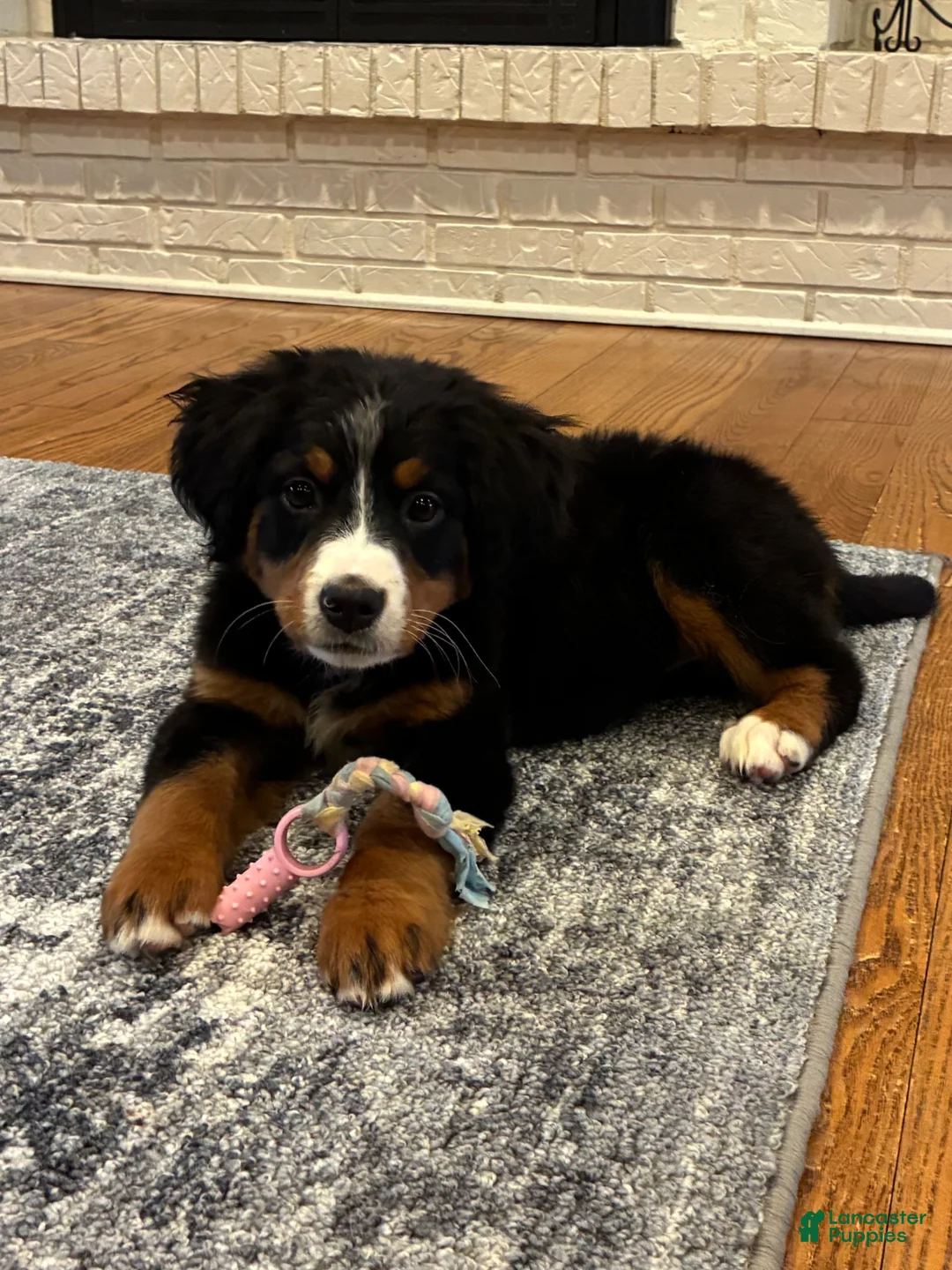 Bernese Mountain Dog dogs for sale: Bernese Mountain Dog Puppy 9 - Ad 1