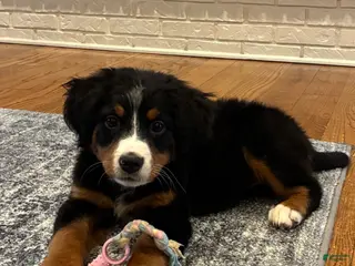 Bernese Mountain Dog dogs for sale: Bernese Mountain Dog Puppy 9 - Ad 2