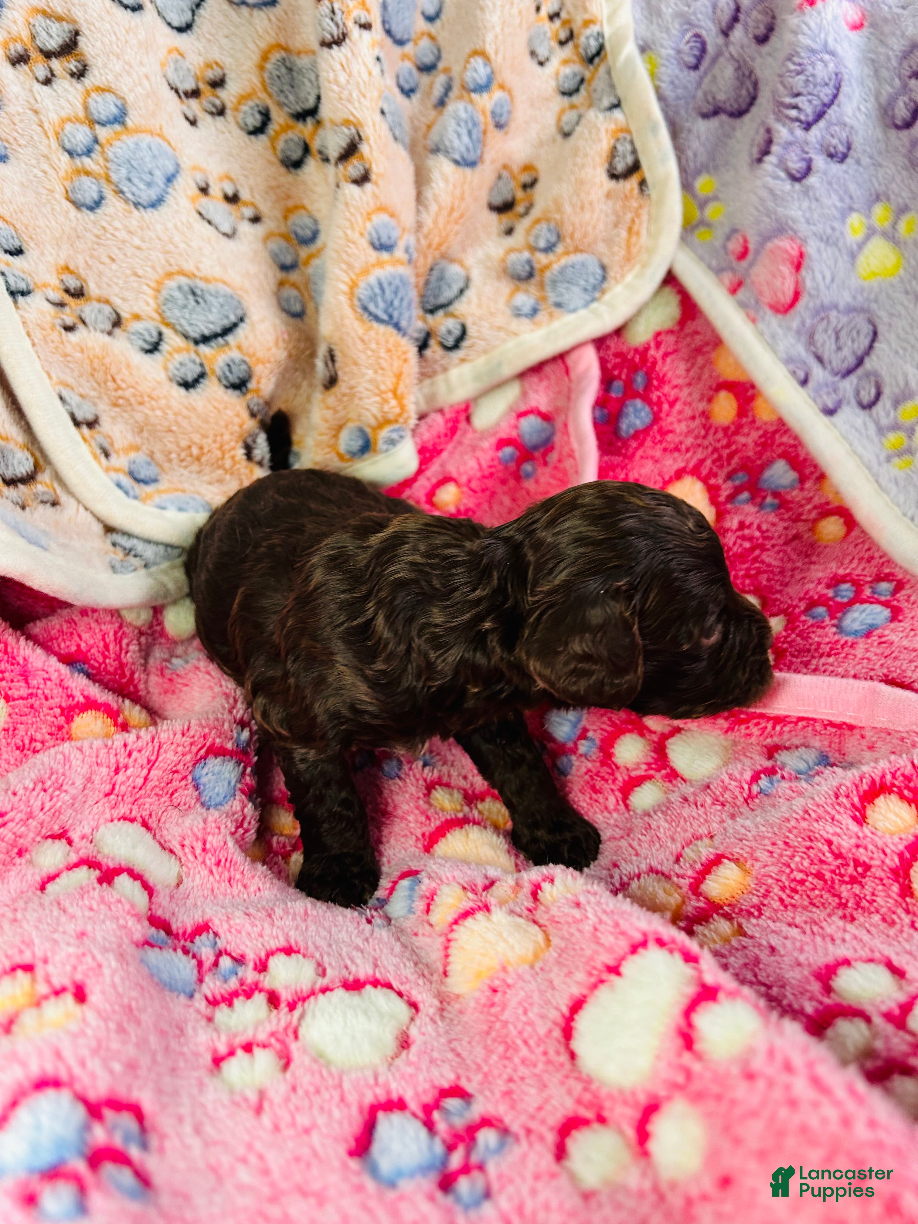 Cavapoo dogs Hansel - Ad 37