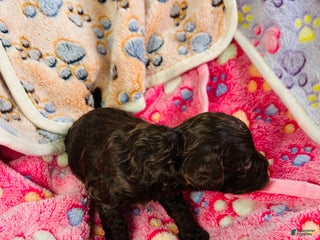 Cavapoo dogs Hansel - Ad 36