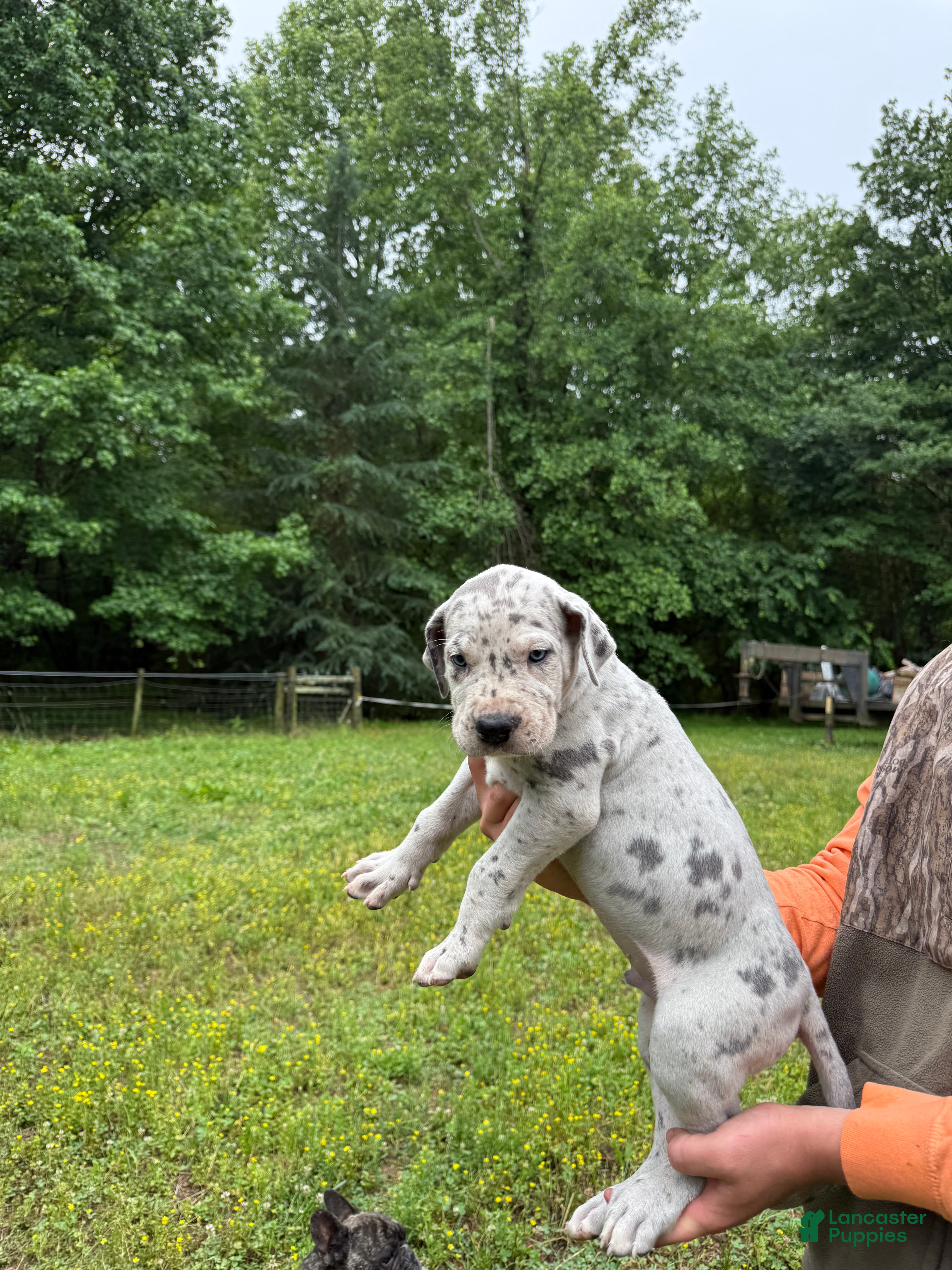 Great Dane dogs Great Dane Puppy 2 - Ad 14