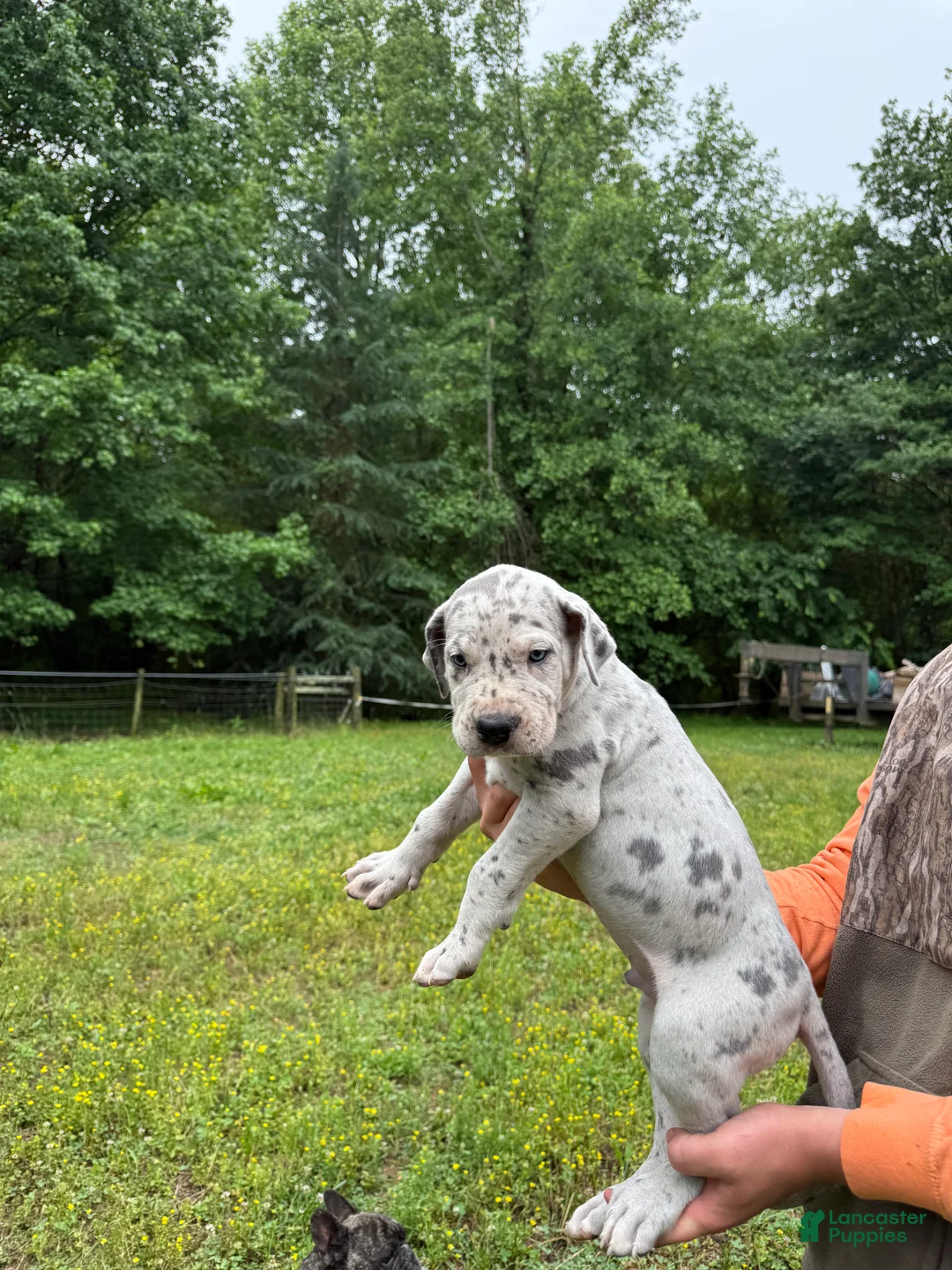 Great Dane dogs for sale: Great Dane Puppy 2 - Ad 1