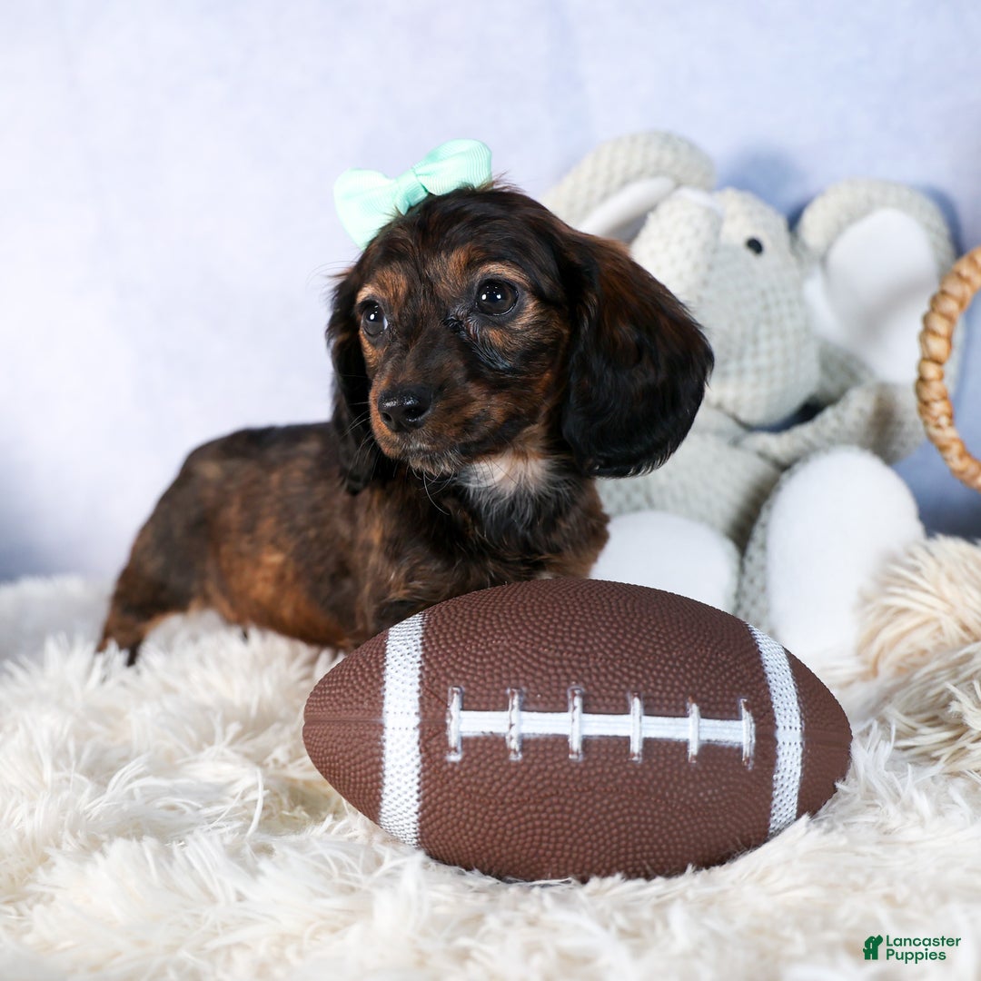 Miniature Dachshund dogs for sale: Cleo - Ad 11