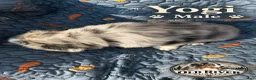 Australian Shepherd dogs for sale: Yogi - Ad 4