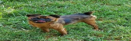 Brussels Griffon dogs for sale: Otis - Ad 10