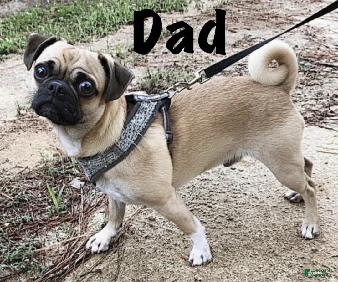 Mixed Breed dogs for sale: Mixed Breed 1 - Ad 2