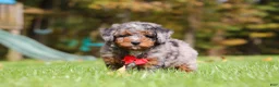 Mini Bernedoodle dogs for sale: Kelce - Ad 4