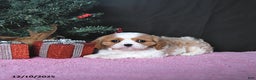 Cavalier King Charles Spaniel dogs for sale: Kailey CHAMPION BLOODLINE - Ad 2