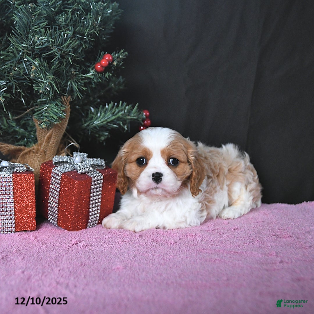 Cavalier King Charles Spaniel dogs for sale: Kailey CHAMPION BLOODLINE - Ad 2