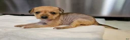 Mixed Breed dogs for sale: Dakota - Ad 3