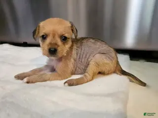 Mixed Breed dogs Dakota - Ad 14