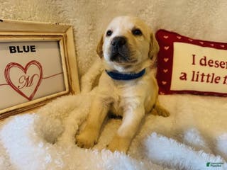 Labrador Retriever dogs Blue Collar - Ad 11