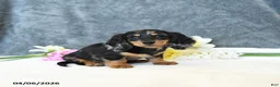 Miniature Dachshund dogs for sale: Easton - Ad 4