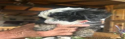 Sheepadoodle dogs for sale: Eleanor - Ad 6
