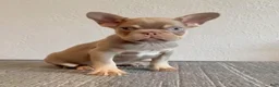 French Bulldog dogs for sale: CHUCKY- Rare Isabella Tan Fluffy Carrier - Ad 5