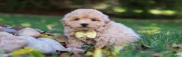 Maltipoo dogs for sale: Milo - Ad 2