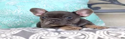 French Bulldog dogs for sale: Zoey - Ad 6