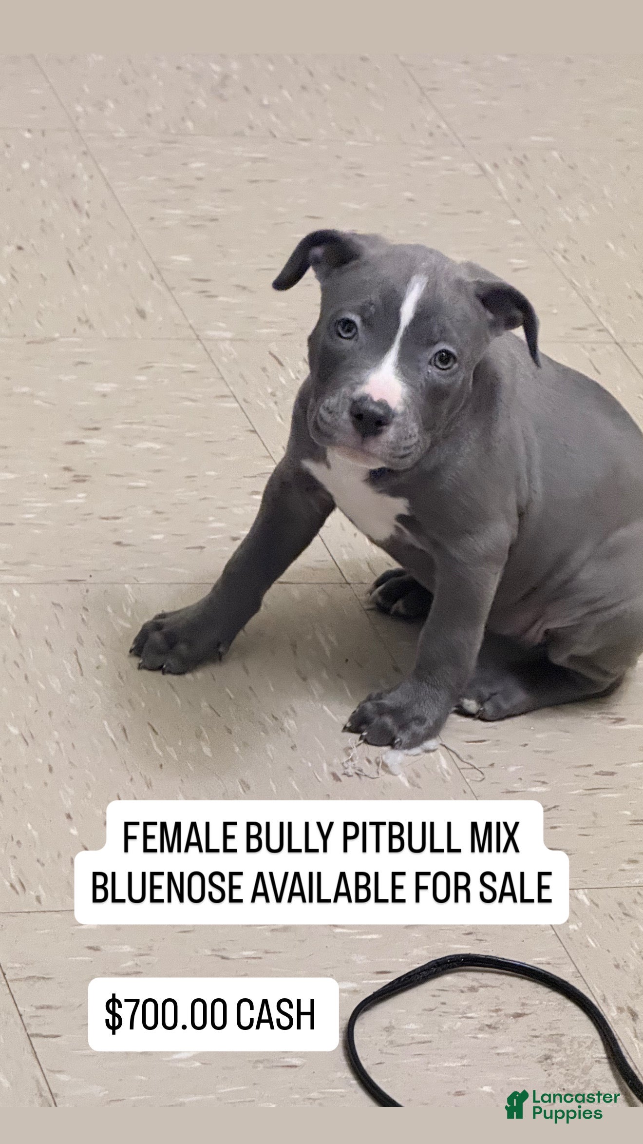 American Pit Bull Terrier dogs American Pit Bull Terrier Puppy 3 negotiable. - Ad 12