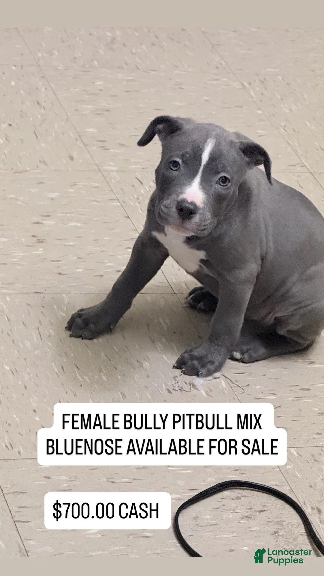 American Pit Bull Terrier dogs for sale: American Pit Bull Terrier Puppy 3 negotiable. - Ad 1