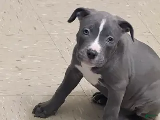 American Pit Bull Terrier dogs American Pit Bull Terrier Puppy 3 negotiable. - Ad 12