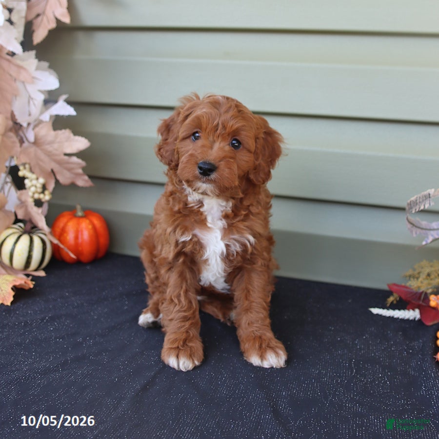 Cavapoo dogs Max - Ad 1