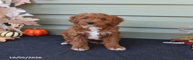 Max