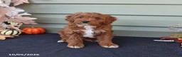 Cavapoo dogs for sale: Max - Ad 1