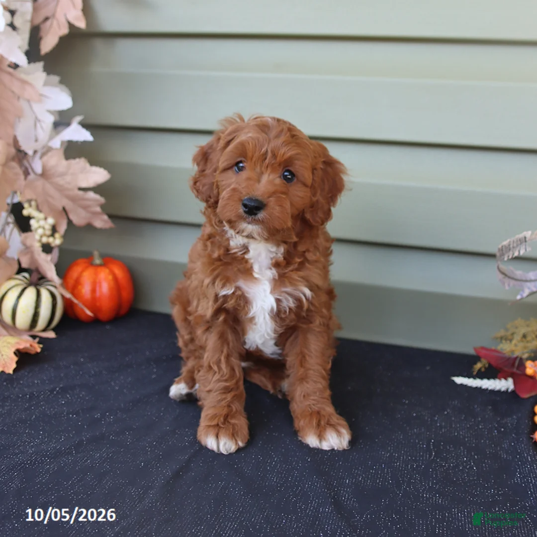 Cavapoo dogs for sale: Max - Ad 1