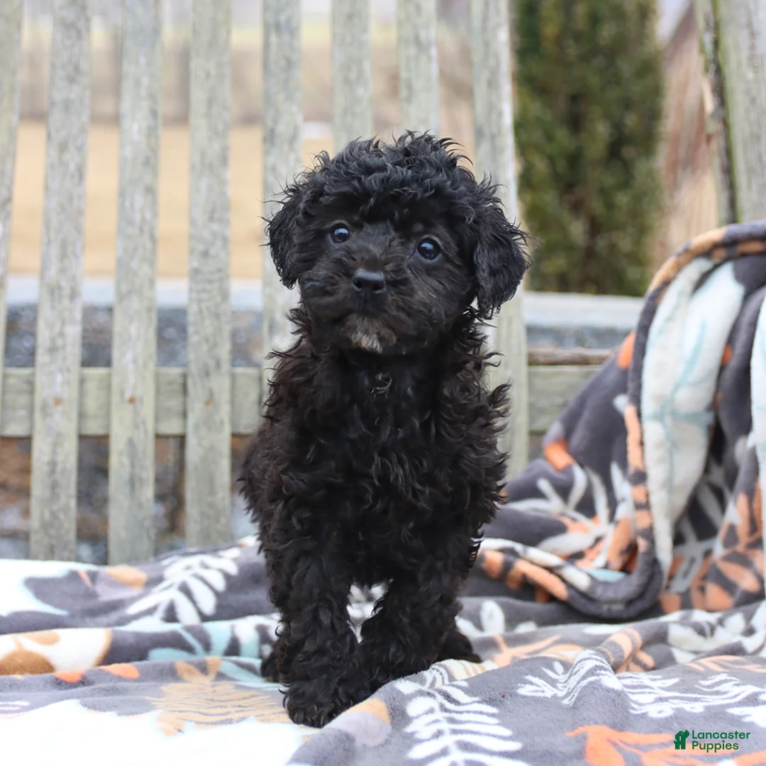 Miniature Poodle dogs for sale: Chloe - Ad 4